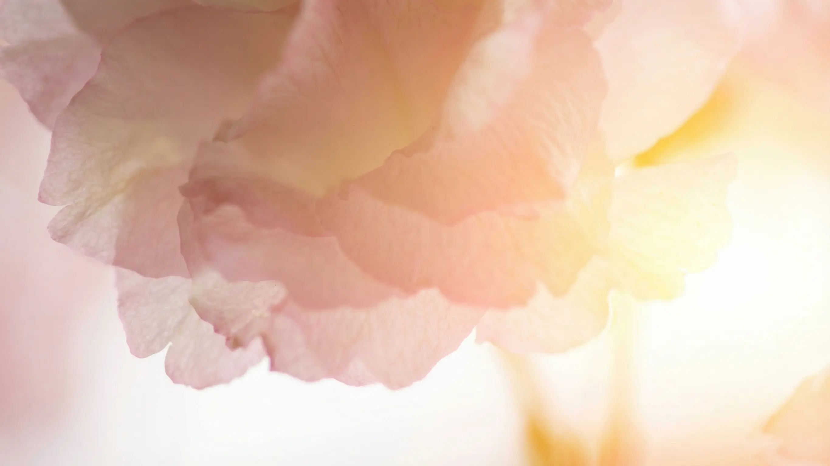 Afterlife planning frequently asked questions by Planning Onward